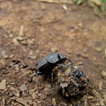 dung-beetle-765067_960_720