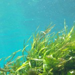 seaweed-1129226_640